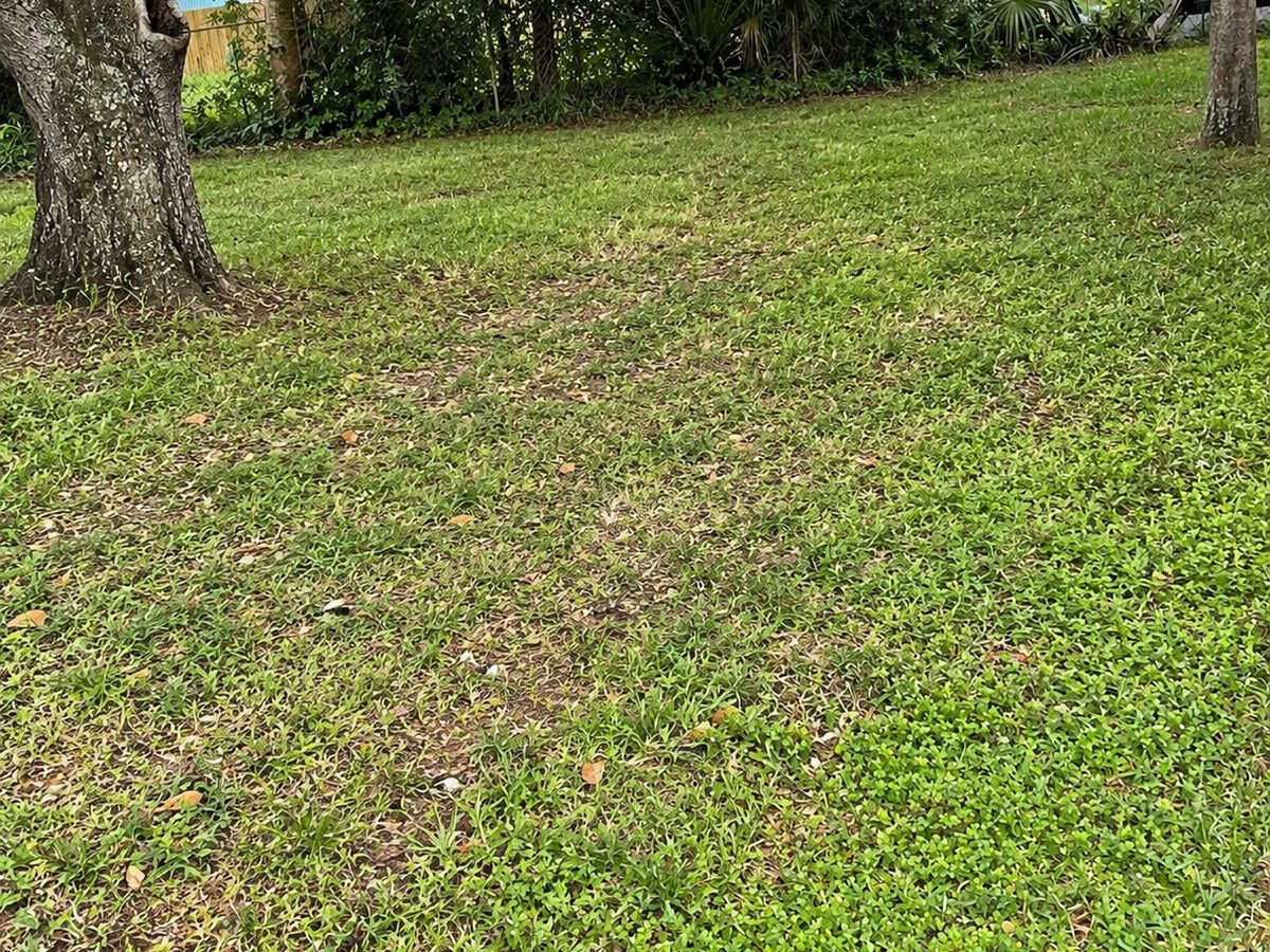 The same backyard cleared to open lawn